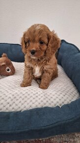 Cavapoo - 3