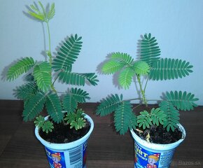 Mimosa pudica (semená) - 3