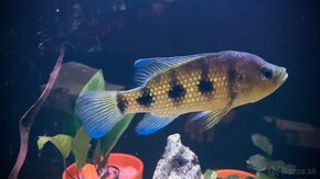 Predám cichlidy  Hemichromis camerunensis - znížená  cena - 3