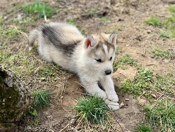 Šteniatka sibírsky Husky - 3