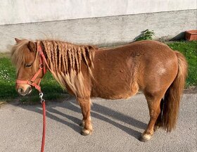 Shetland pony - 3