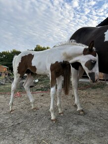 Homozygotná APH kobyla na predaj - 3