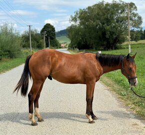 Žrebček QH - nová cena - 3