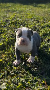 American bully - 3