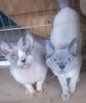 Devon rex s PP Macicka dohodou - 3