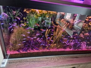 Predam Akvarium a prislušenstvo - 3