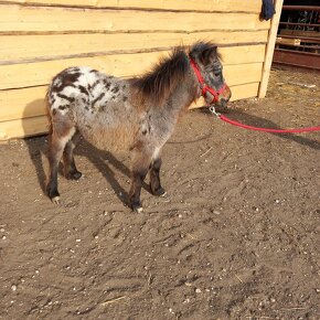 Mini shetland pony JOHAN - 3