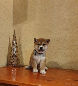 Shiba inu - 3