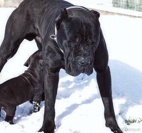 Bandog na krytie - 3