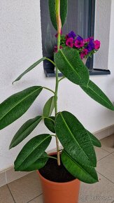 Ficus Elastica longifolia / Fikus / Gumovník - 3