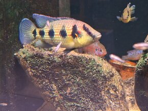 Cichlidy Hemichromis elongatus Minna Niger F1 - 3