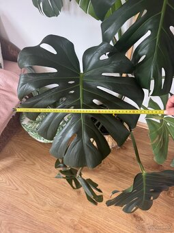 Predám krásnu a zdravú  monsteru Monstera - 3