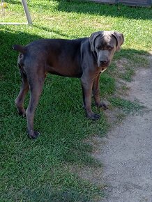 Cane corso - 3