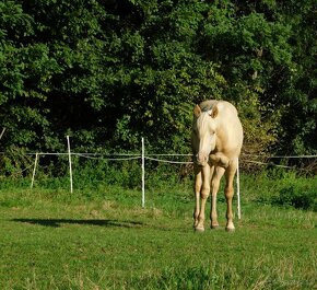 Paint horse champagne valasek - 3