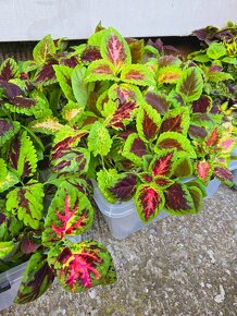 Koleus / coleus / africká žihľava /okrasná žihľava - 3