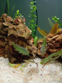 Krevetky Neocaridina 0,70€ - 3