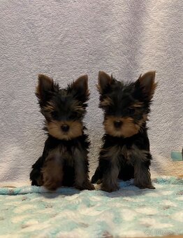 Yorkshire terrier, mini york, jorkšírsky teriér - 3