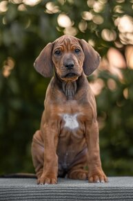 Rhodesian ridgeback šteniatka s PP - 3