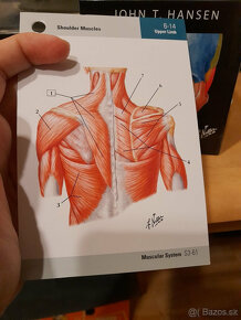 Netter Anatomy Flash Cards - 3