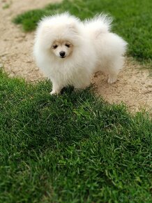 Pomeranian - 3