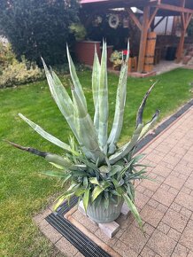 Agáva americká (Agave americana) - výška 150 cm - 3