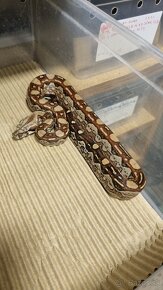 Aztec Boa constrictor - 3