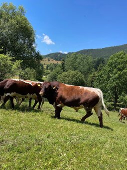 Plemenný býk pinzgau - 3