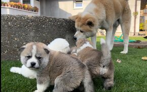 Akita inu šteniatka - 3