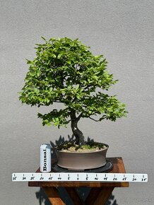 Bonsai Hrab - 3