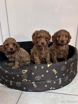 Cavapoo, cavalier,pudel - 3