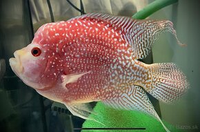 Flowerhorn Fireman s dream 1 - 3