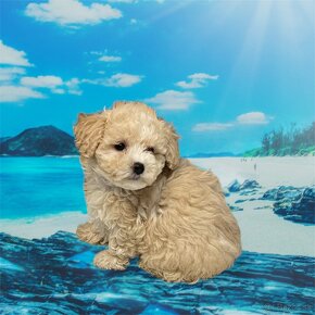 Maltipoo - 3