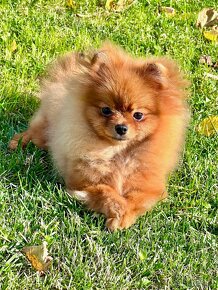 Pomeranian - 3