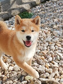 Shiba inu psík s PP - 3