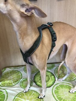 Non-stop Dogwear postroj line 3 - 3