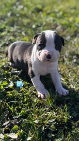 American bully - 3