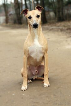 Whippet Male - 3