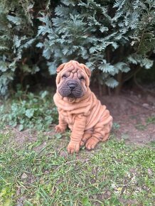 Šteniatka sharpei, sarpej, Shar-pei - 3