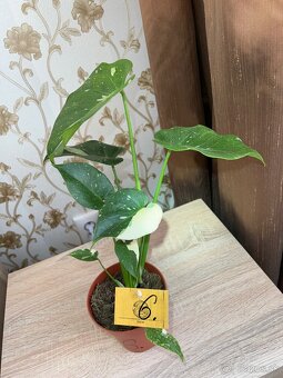 Monstera Thai Constellation - 3