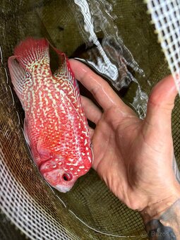 Flowerhorn King Kamfa Golden Basse Fader samica - 3