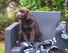 Labrador Retriever šteniatko - 3