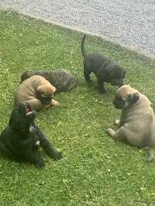 Predam cane corso - 3