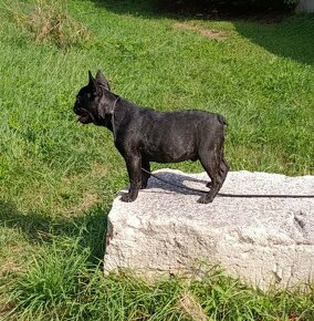 Francúzsky buldoček s PP/French bulldog - 3