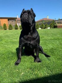 Cane Corso hladá nevestu - 3