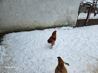 Predám nasadové vajíčka araucana - 3