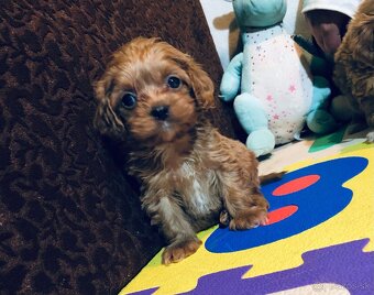 Mini cavapoo not maltipoo - 3