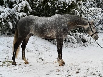 Valach do sportu po Hickstead White - 3