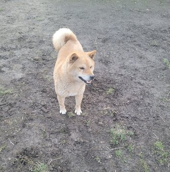 Shiba inu - 3