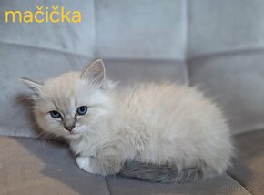 Ragdoll mačiatka - 3