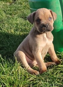 Cane Corso s PP - 3